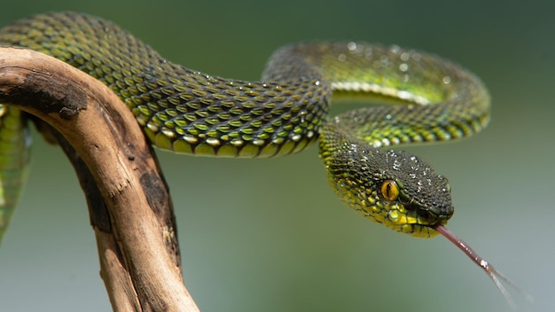 Grüne Viper-Schlange in Nahaufnahme und im Detail