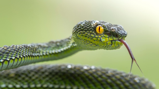 Grüne Viper-Schlange in Nahaufnahme und im Detail