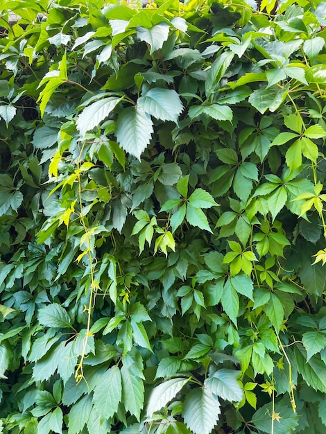 Grüne Virginia-Kriechpflanze hinterlässt Parthenocissus tricuspidata Hintergrund
