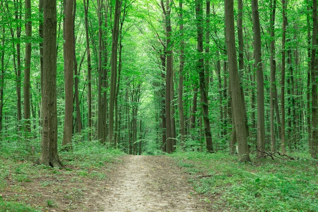 Grüne Waldbäume Landschaft