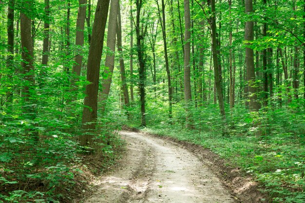 Grüne Waldbäume. natur grün holz sonnenlicht hintergründe