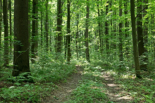 Grüne Waldbäume. natur grün holz sonnenlicht hintergründe