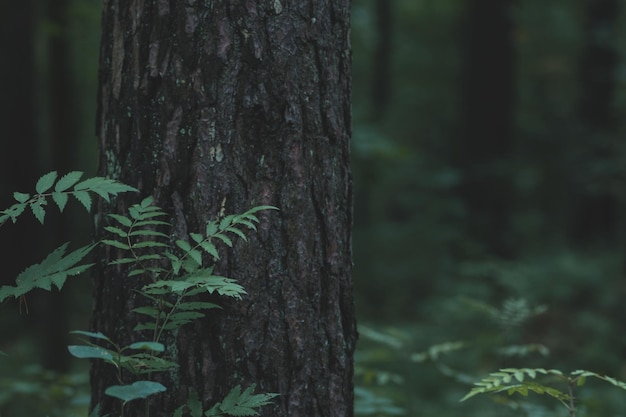 Grüne Waldbäume Natur grüne Holzhintergründe