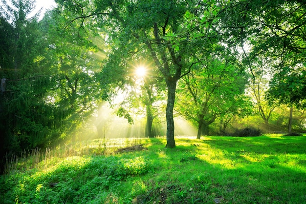 Grüne Waldlandschaft bei Sonnenaufgang.