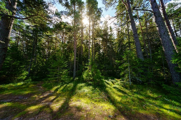 Grüne Waldlandschaft mit Sonnenstrahlen, die bei Sonnenuntergang zwischen den Bäumen eintreten.