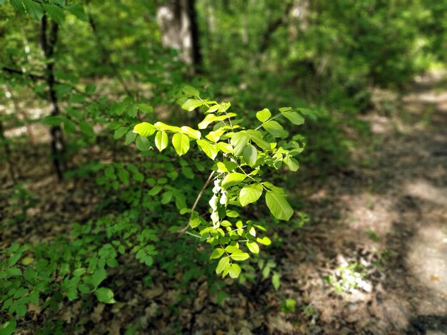 Grüne Waldpflanzen Hintergrund Natürliche Textur Grüne Blätter Weiches Sonnenlicht durch das Laub des Waldes Die Wirkung von Tiefe und Unschärfe an den Rändern des Fotos Wald auf Fruska Gora Serbien