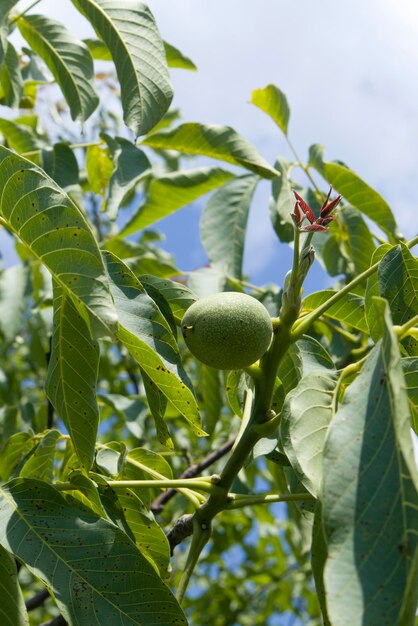 Grüne Walnussfrüchte, die am Zweig mit Blättern hängen Grüne unreife Früchte im Garten