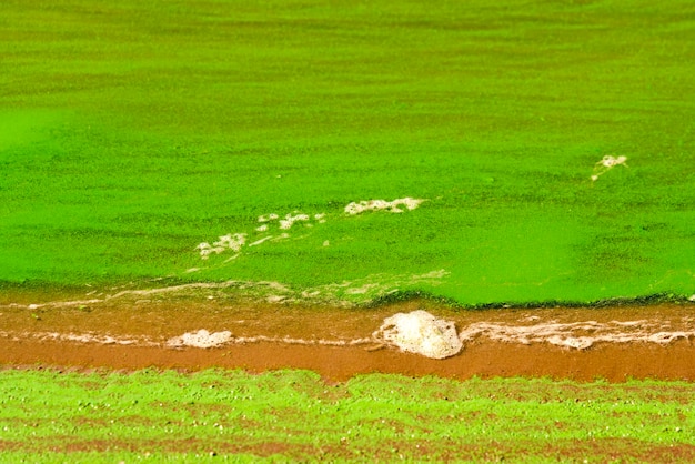 grüne Wasserlinse im Wasser