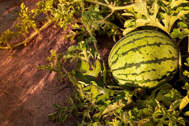 Grüne Wassermelone wächst im Garten Gestreifte Wassermelone wächst auf Gemüsebeet Große Wassermelone