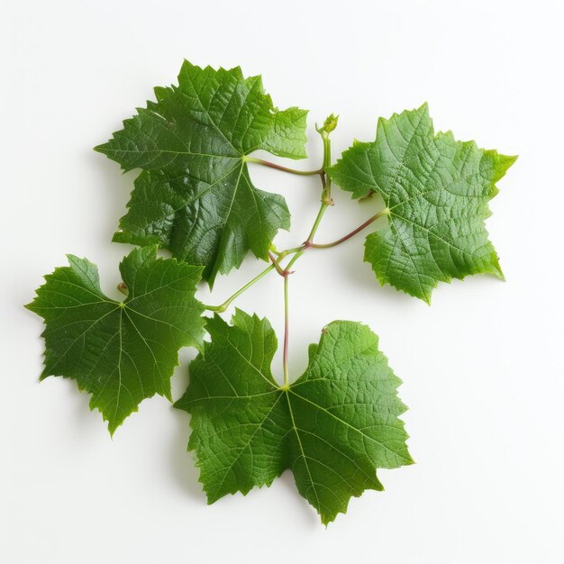 grüne Weinblätter auf weißem Hintergrund