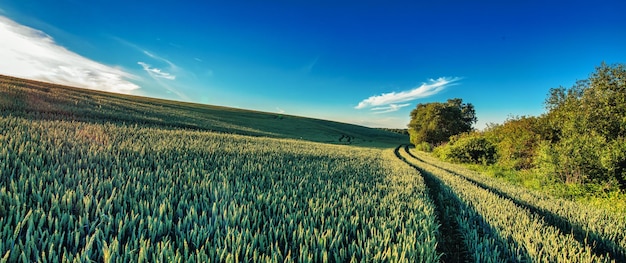 Grüne Weizenfelder und blauer Himmel Die Palette der Natur