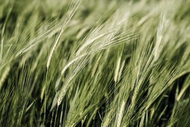 Grüne Weizenspitzen im Sommerweizenfeld, sommerlicher landwirtschaftlicher Hintergrund