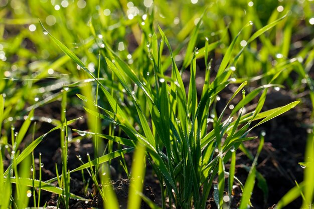 Grüne Weizensprossen, die vom Sonnenlicht beleuchtet werden