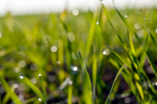 Grüne Weizensprossen, die von Sonnenlicht beleuchtet werden Grüne Sprossen von landwirtschaftlichem Weizen auf dem Feld