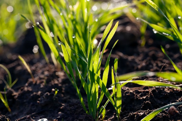 Grüne Weizensprossen, die von Sonnenlicht beleuchtet werden Grüne Weizensprossen in einem Feld mit Wassertropfen nach Regen