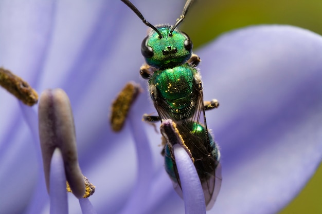 Grüne Wespe, die sich von einer Agapanthus-Blume ernährt