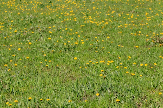 Grüne Wiese bedeckt mit gelbem Löwenzahn im Frühling