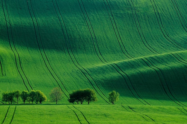 Grüne Wiese Hintergrund