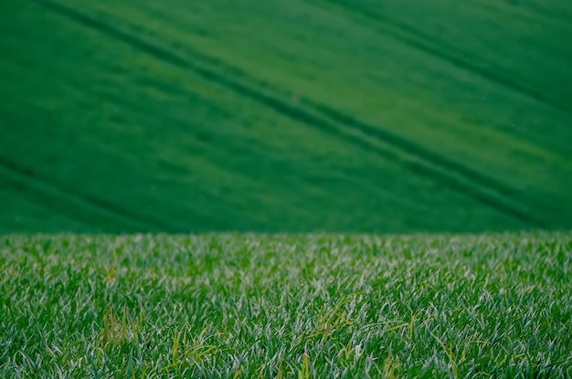 Grüne Wiese Hintergrund