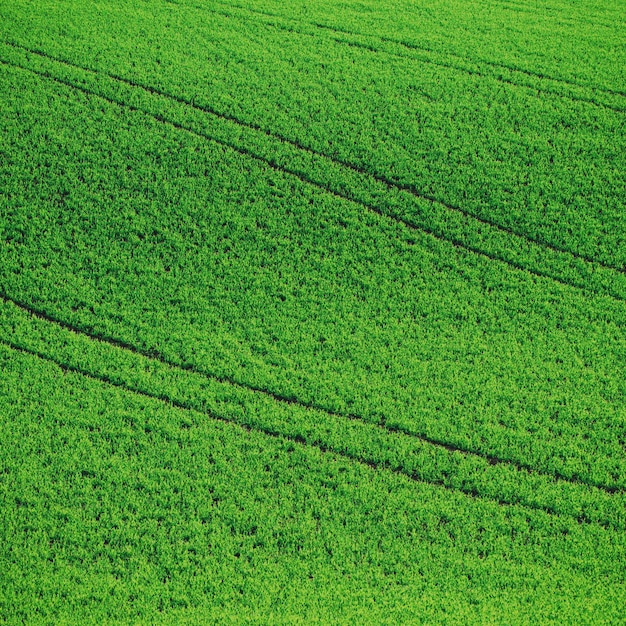 Grüne Wiese Hintergrund