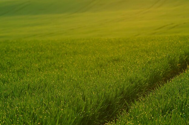 Grüne Wiese Hintergrund