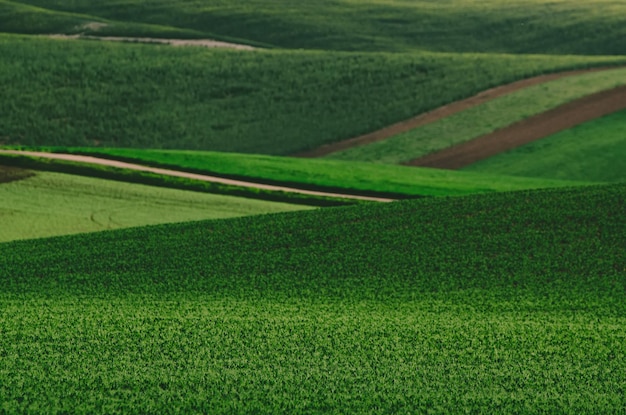 Grüne Wiese Hintergrund