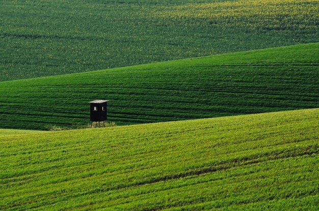 Grüne Wiese Hintergrund