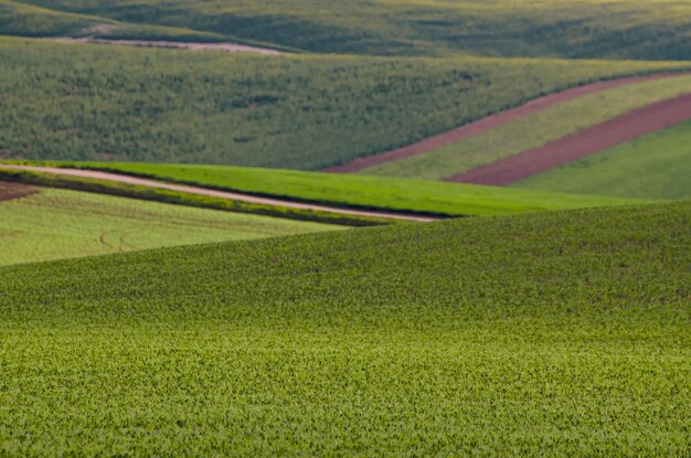 Grüne Wiese Hintergrund