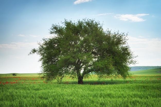 Grüne Wiese im Berg- und Frühlingsbaum Zusammensetzung der Natur