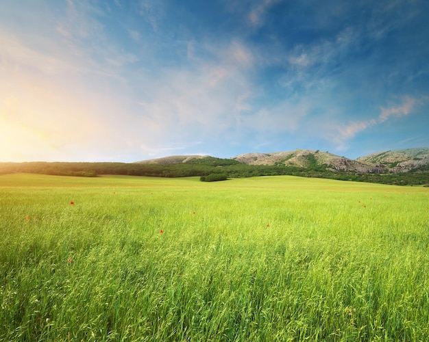 Grüne Wiese im Berg