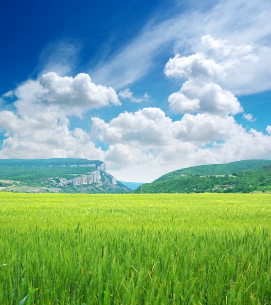 Grüne Wiese im Berg