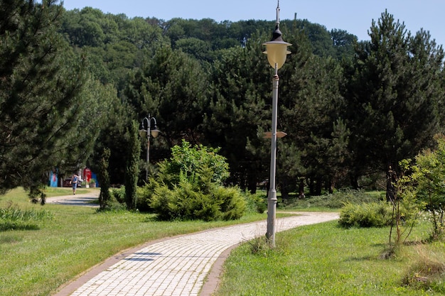 Grüne Wiese im Park mit Bäumen