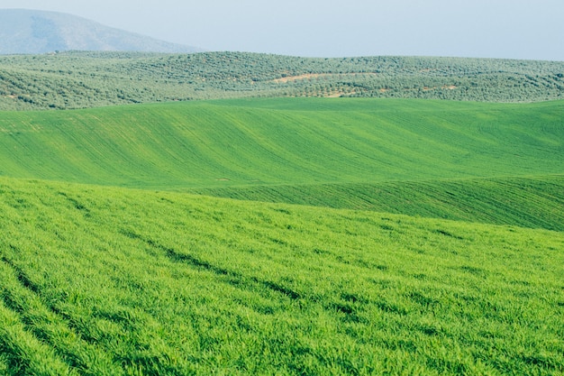 Grüne Wiese im Sommer