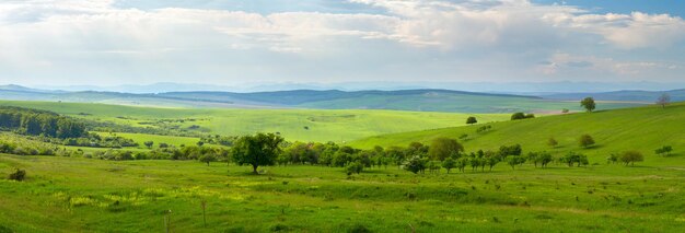 grüne Wiese im Sommer