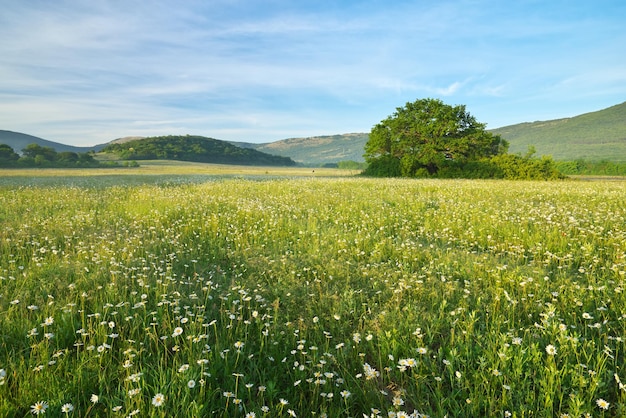 Grüne Wiese in Berg- und Kamillenblüten