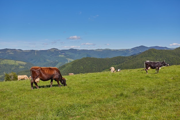 Grüne Wiese in Bergen und Kühen