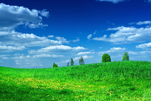 Grüne Wiese mit blauem Himmel der Schönheit