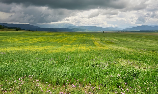 Grüne Wiese mit gelben Blumen vor dem Hintergrund von Bergen und Bergwolken. Altai