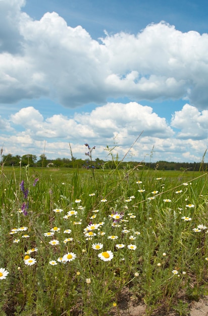 Grüne Wiese mit Kamille und blauem bewölktem Himmel