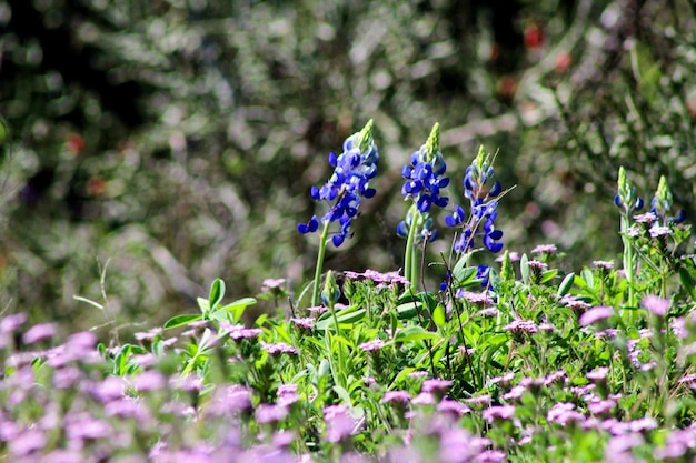 Grüne Wiese mit lebendigen Texas-Bluebonnet und anderen Blumen