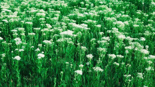 Grüne Wiese mit weißen Wildblumen