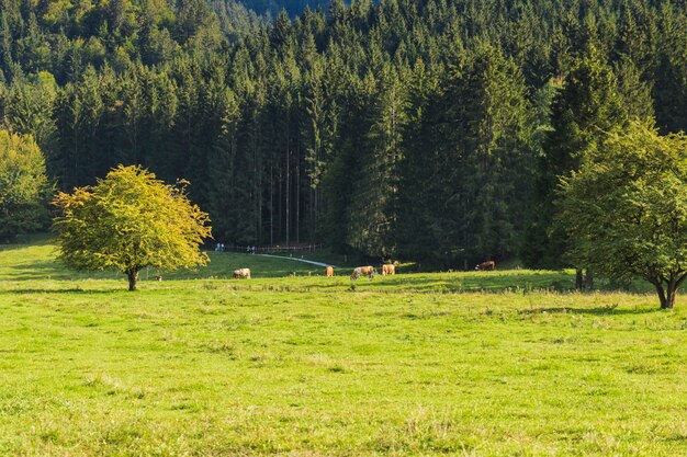 Grüne Wiese neben Wald