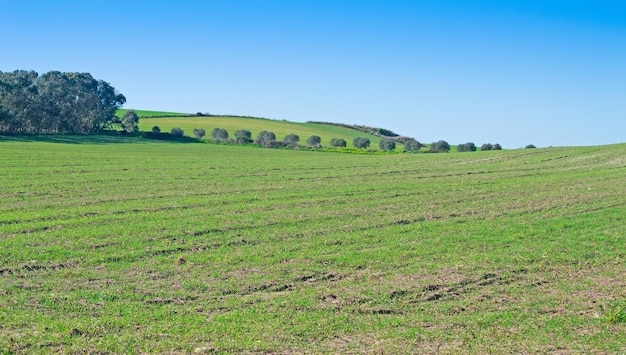 Grüne Wiese und blauer Himmel in Sardinien