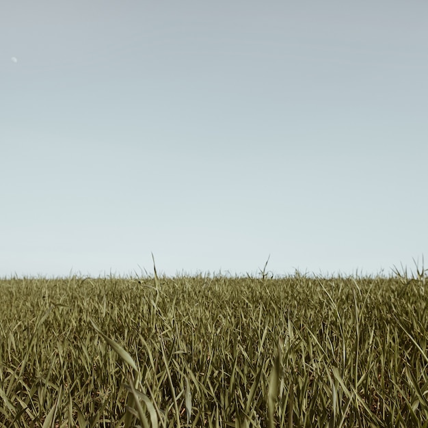 Grüne Wiese und blauer Himmel. Minimale Naturlandschaft