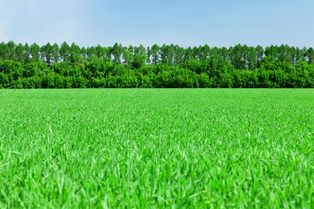 Grüne Wiese und blauer Himmel mit Wald