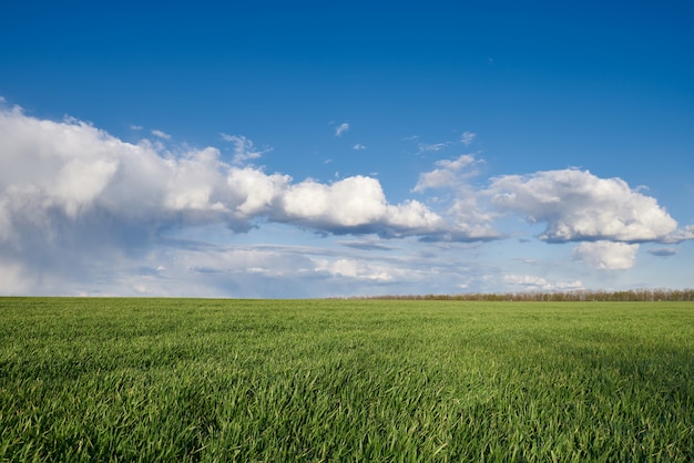 Grüne Wiese und blauer Himmel mit Wolken bei Sonnenuntergang