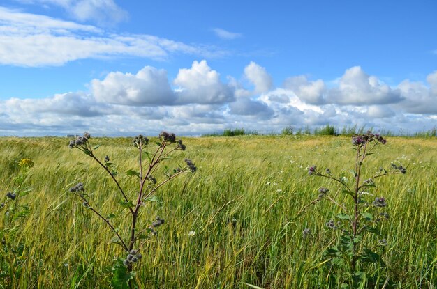 Foto grüne wiese und blauer himmel