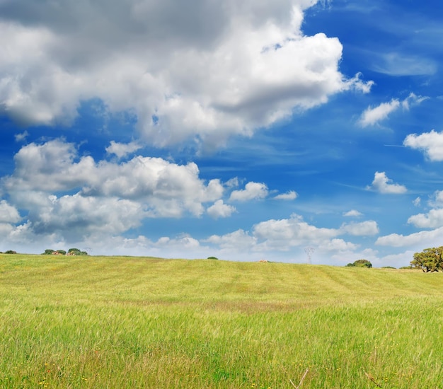 Foto grüne wiese und dramatischer himmel in sardinien