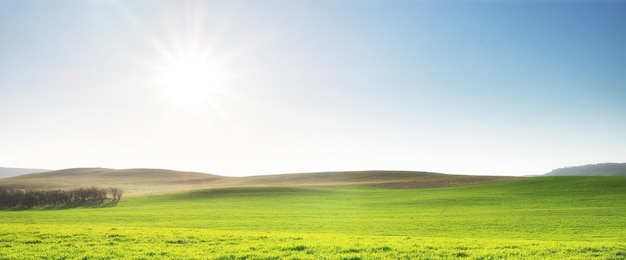 Grüne Wiese. Weiche Naturkomposition