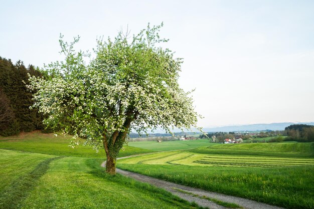 Foto grüne wiesen in blüten frühling in bayern deutschland